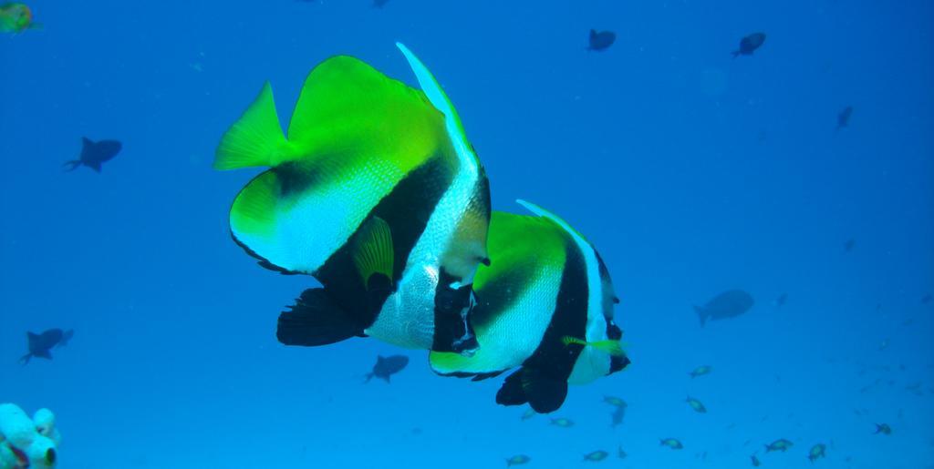 Hotel Ocean Grand At Hulhumale Εξωτερικό φωτογραφία